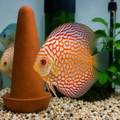 Discus Fish